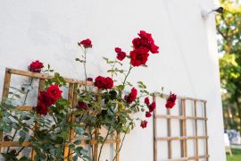 IMG_2670
